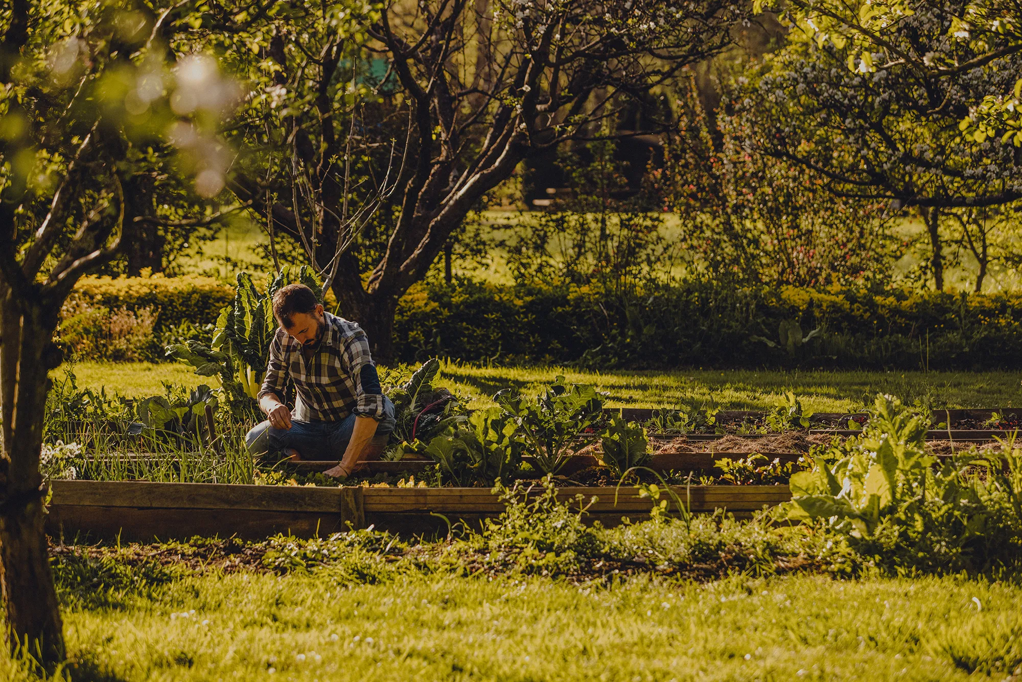 The Amalurra kitchen garden — beds of greens and herbs.